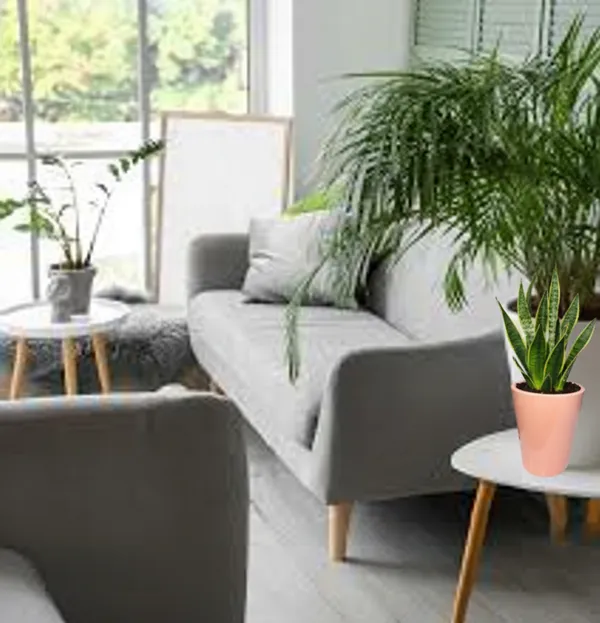 Modern_Ceramic_Pink_Plant_Pot_–_5.5_Inch_Height,_Decorative_Flower_Planter_for_Indoor_Home_&_Office_Décor_with_Drainage_Hole_–_Ideal_for_Succulents,_Cactus,_Herbs_–_(Plant_Not_Included)