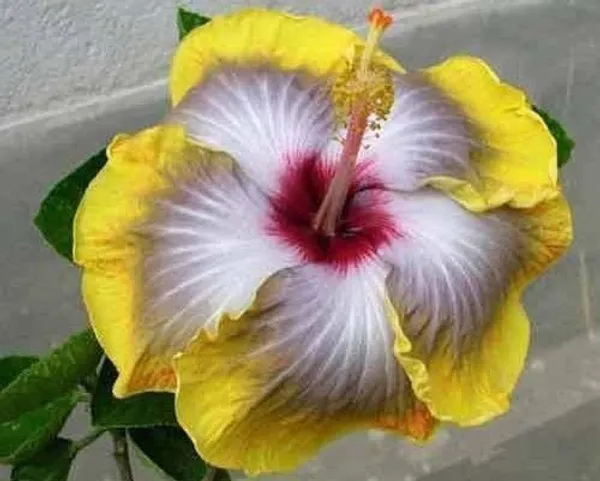 American_Variety_Hibiscus_Flower_Hybrid_Plant