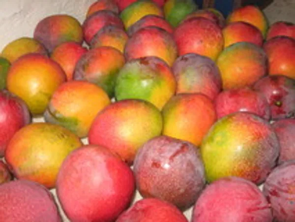 Kesar_Mango_Grafted_Fruit_Plant