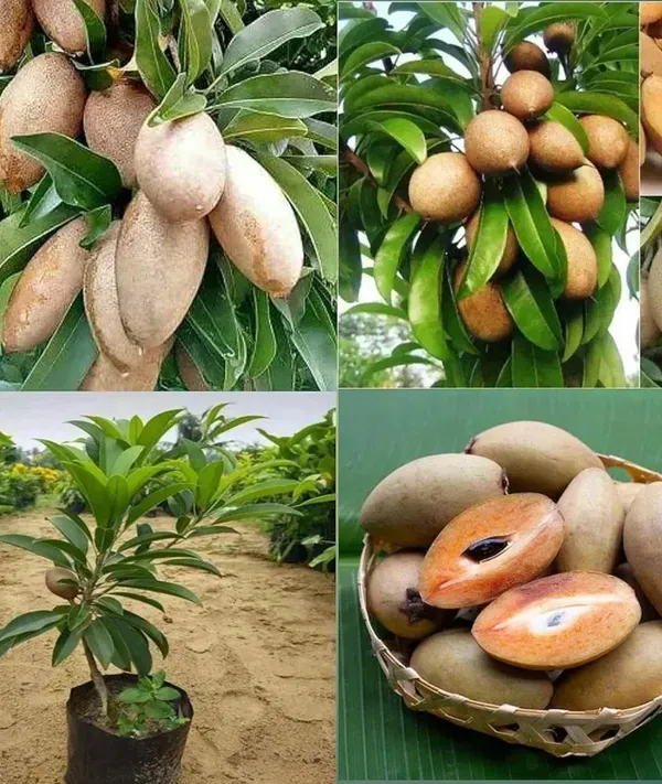Thai_Manilkara_Sapota/Chikoo_Hybrid_Grafted_Fruit_Plant