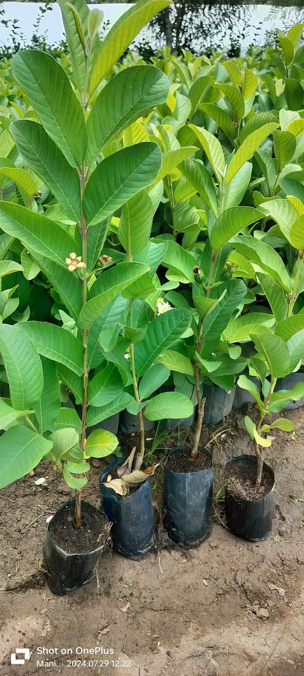 Kolkata_Special_Khaja_Guava_Amrud_Hybrid_Fruit_Plant