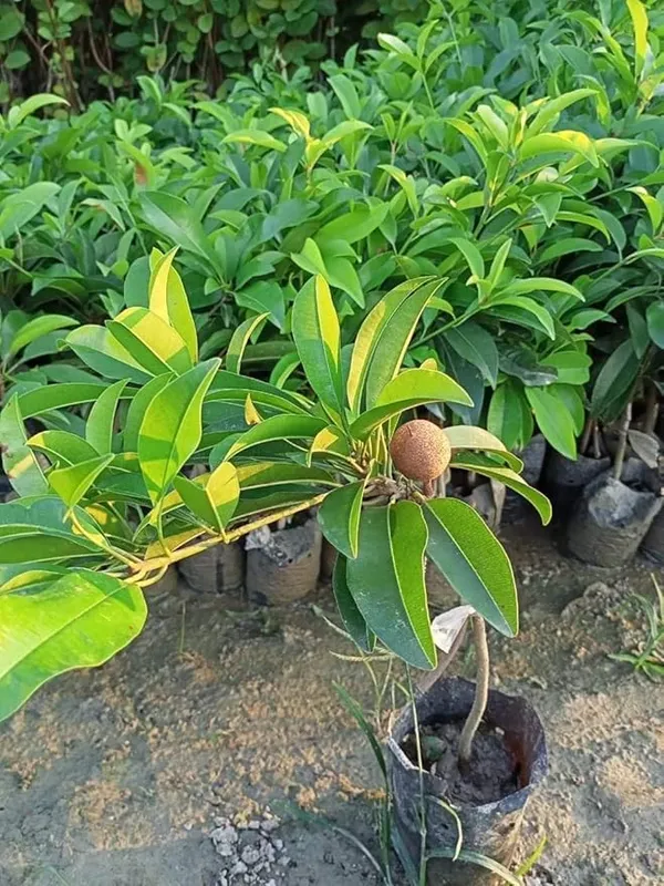 Thai_Red_Chiku_Sapota_Grafted_Fruit_Plant