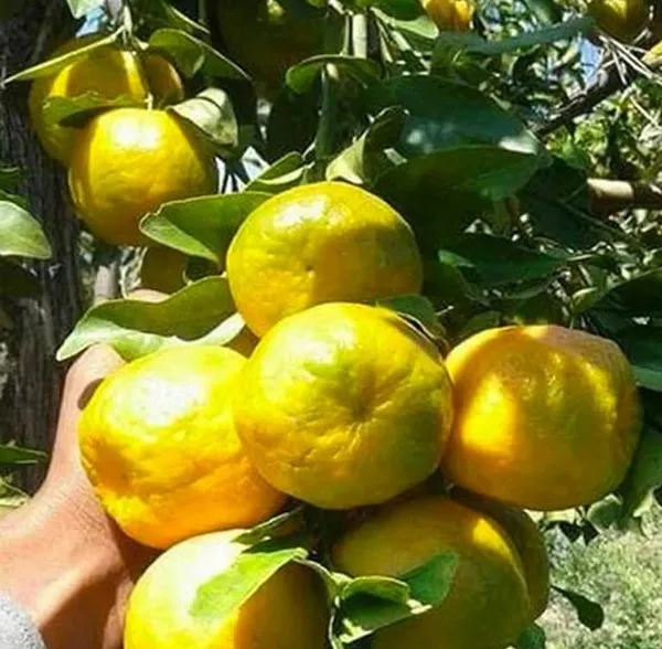 Nagpuri_Sweet_Mandarin_Orange_Santra_Grafted_Fruit_Plants