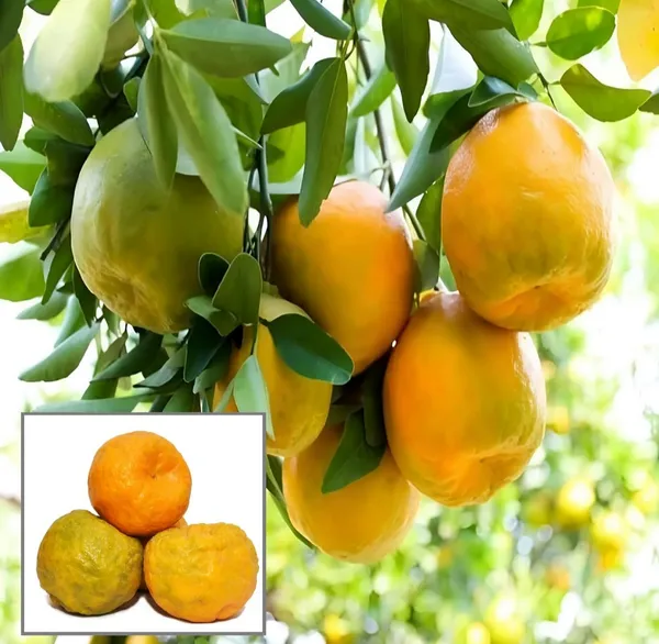 Nagpuri_Sweet_Mandarin_Orange_Santra_Grafted_Fruit_Plants