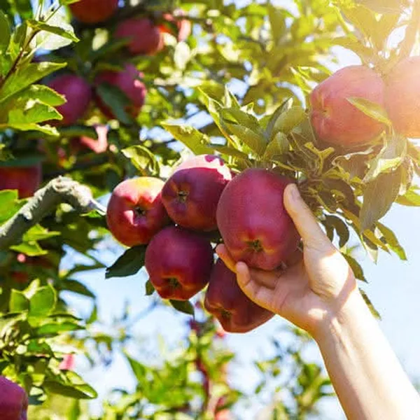 Hariman_99_Apple_Hybrid_Fruit_Plant