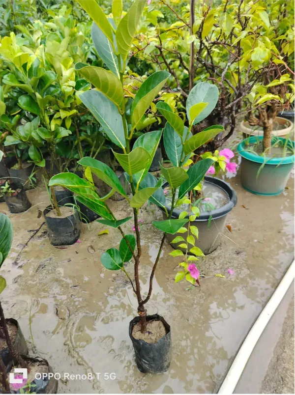Thai_All_Time_Red_Jackfruit_Hybrid_Grafted_Plant