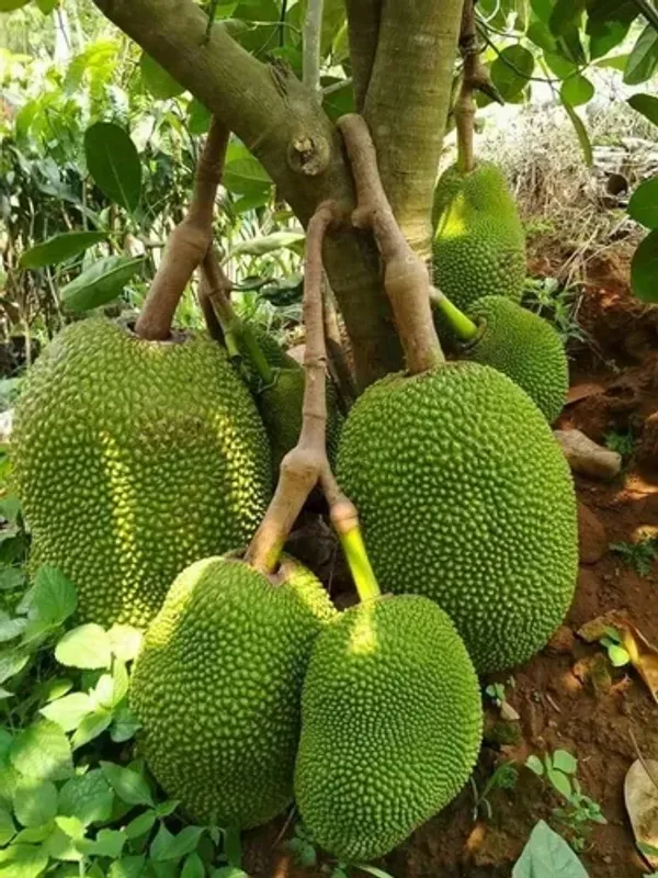Thai_All_Time_Red_Jackfruit_Hybrid_Grafted_Plant