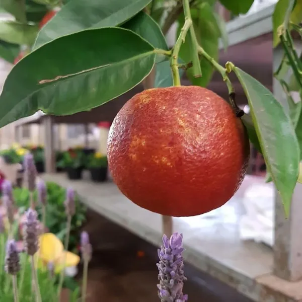 Moro_Blood_Orange_Santara_Hybrid_Fruit_Plant