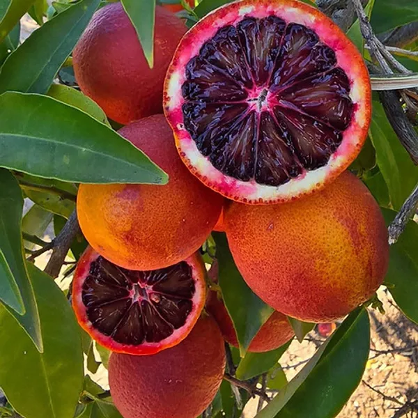 Moro_Blood_Orange_Santara_Hybrid_Fruit_Plant