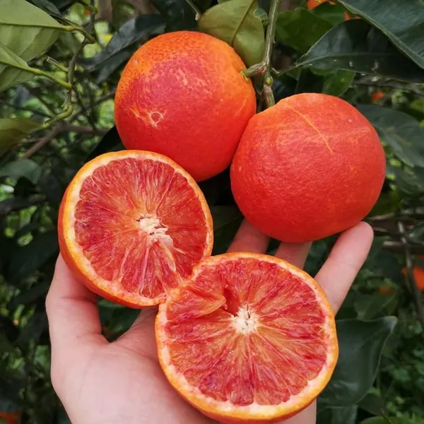 Moro_Blood_Orange_Santara_Hybrid_Fruit_Plant
