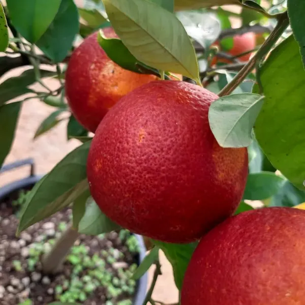 Moro_Blood_Orange_Santara_Hybrid_Fruit_Plant