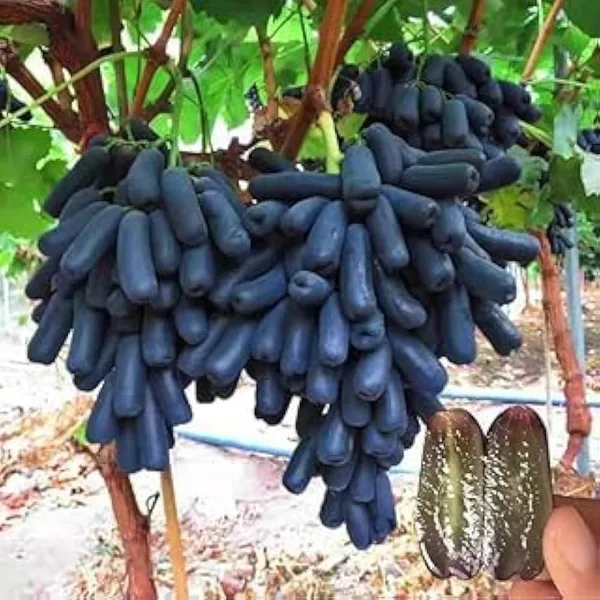 Thai_Seedless_Finger_Grapes_Hybrid_Fruit_Plant_Air_Learning_Grafted