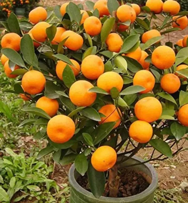 Thai_Sweet_Orange_Orange/Santra_Grafted_Fruit_Plant