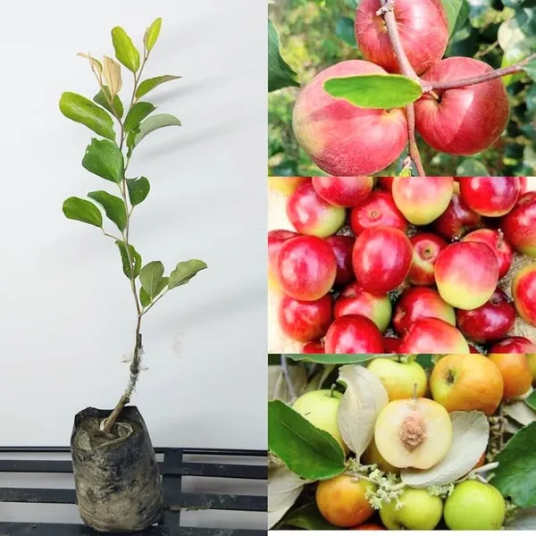 Thai_Apple_Ber_Grafted_Fruit_Plant