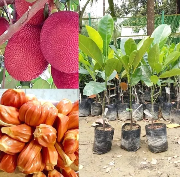 All_Time_Pink_Jackfruit_Hybrid_Fruit_Plant_Grafted