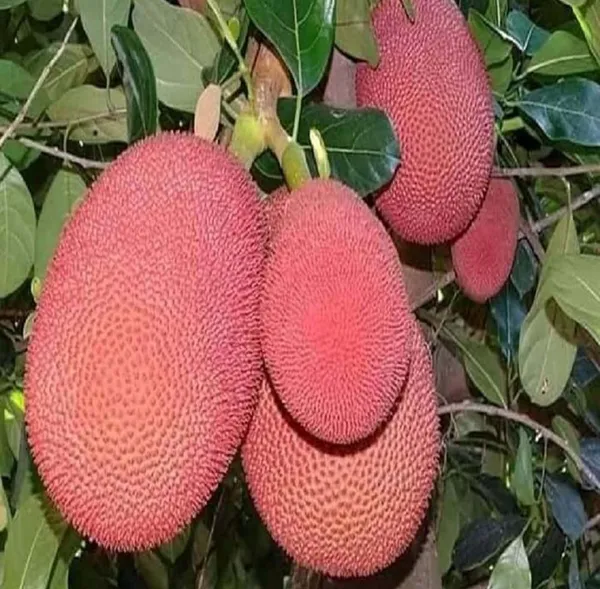 All_Time_Pink_Jackfruit_Hybrid_Fruit_Plant_Grafted