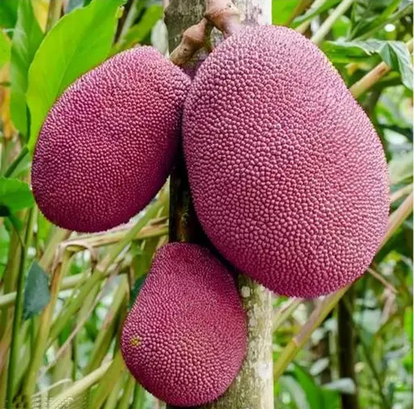 All_Time_Pink_Jackfruit_Hybrid_Fruit_Plant_Grafted