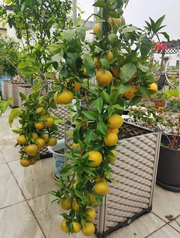 Mandarin_Sweet_Orange_Santra_Grafted_Fruit_Plant