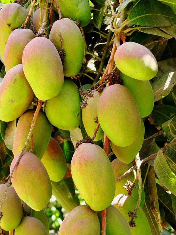 Thai_R2E2_Grafted_Mango_Fruit_Plant
