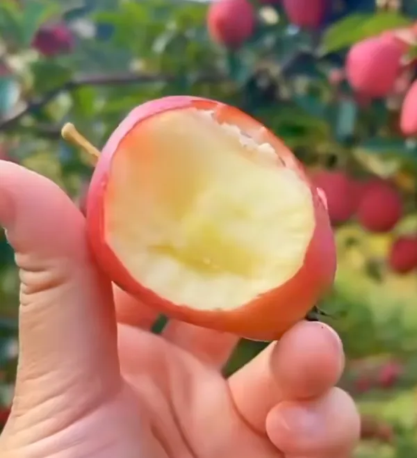 American_Craft_Apple_Hybrid_Fruit_Air_Learning_Plant