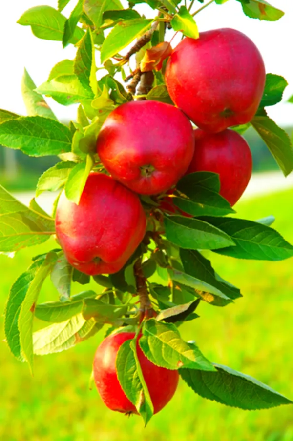 American_Craft_Apple_Hybrid_Fruit_Air_Learning_Plant