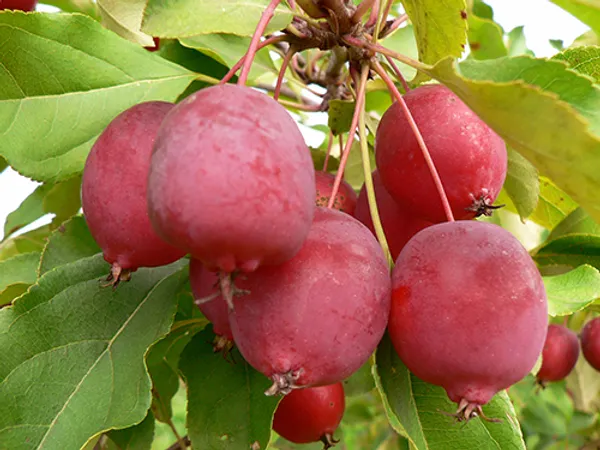 American_Craft_Apple_Hybrid_Fruit_Air_Learning_Plant