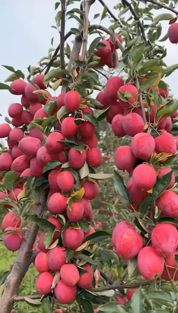 American_Craft_Apple_Hybrid_Fruit_Air_Learning_Plant