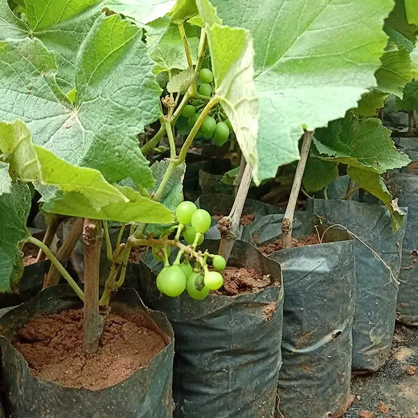 Green_Thai_Finger_Grapes_Hybrid_Fruit_Plant