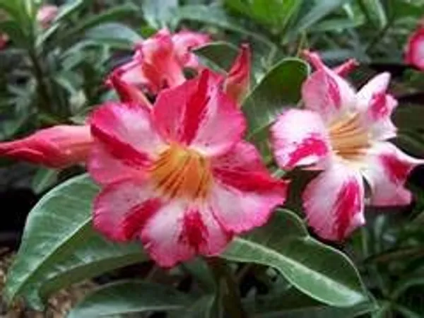 Adenium_Multi_Color_Dwarf_Varieties_Flower_Live_Plant