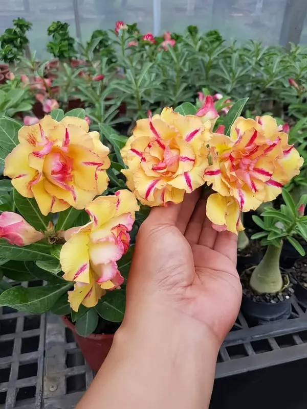 Adenium_Flower_Live_Plant
