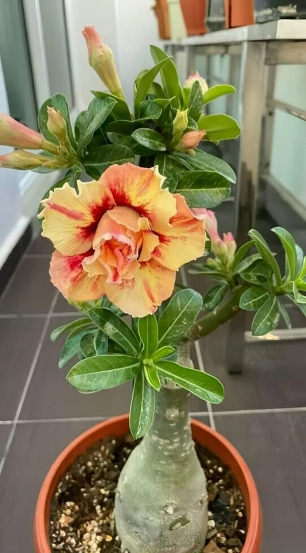 Adenium_Flower_Live_Plant