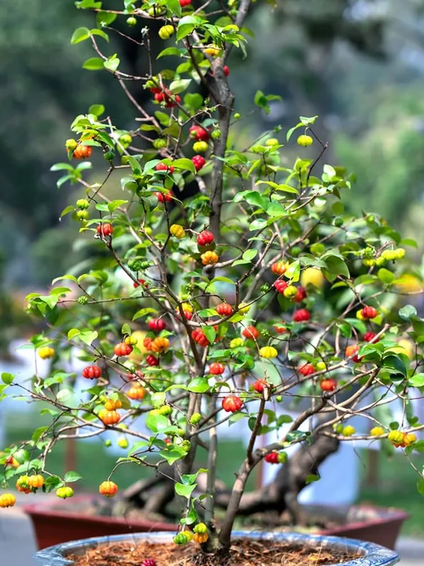 Barbados_Cherry_Hybrid_Fruit_Plant