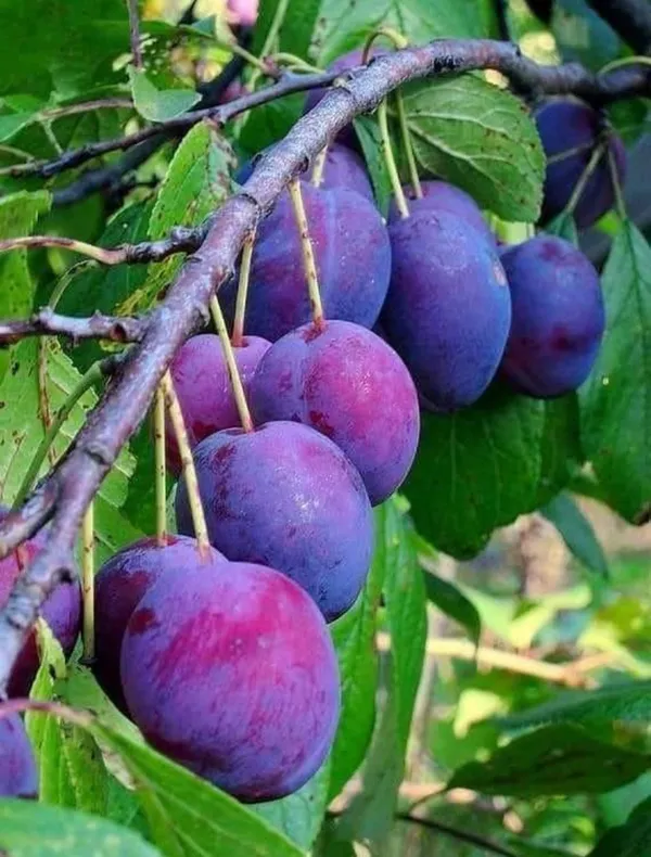 Aloo_Bukhara_Hybrid_Fruit_Plant_Air_Learning_Grafted