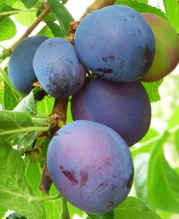 Aloo_Bukhara_Hybrid_Fruit_Plant_Air_Learning_Grafted