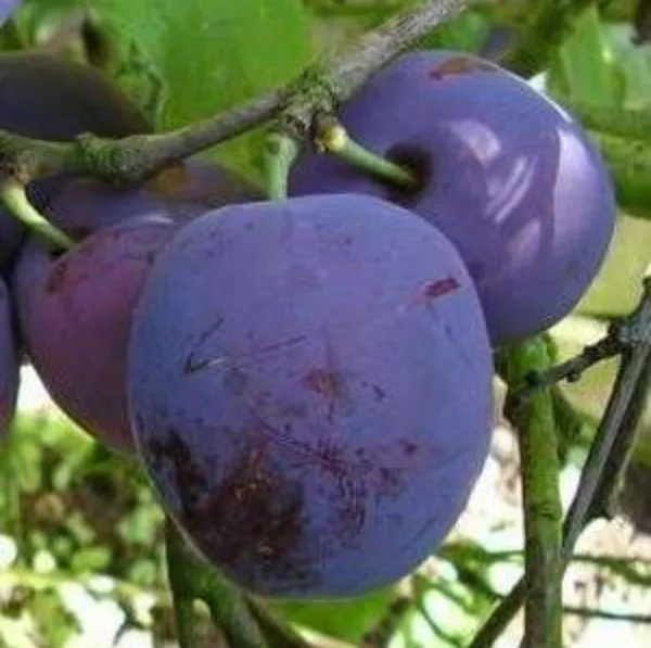 Aloo_Bukhara_Hybrid_Fruit_Plant_Air_Learning_Grafted
