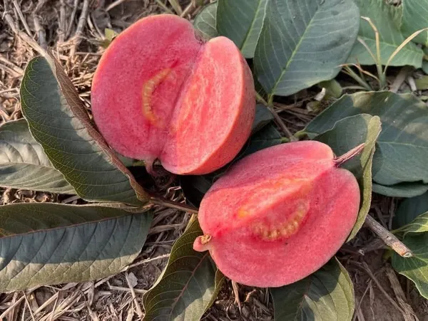 Black_Diamond_Guava_Hybrid_Fruit_Plant