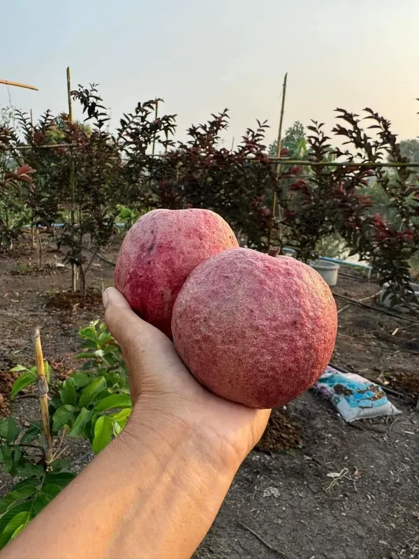 Black_Diamond_Guava_Hybrid_Fruit_Plant