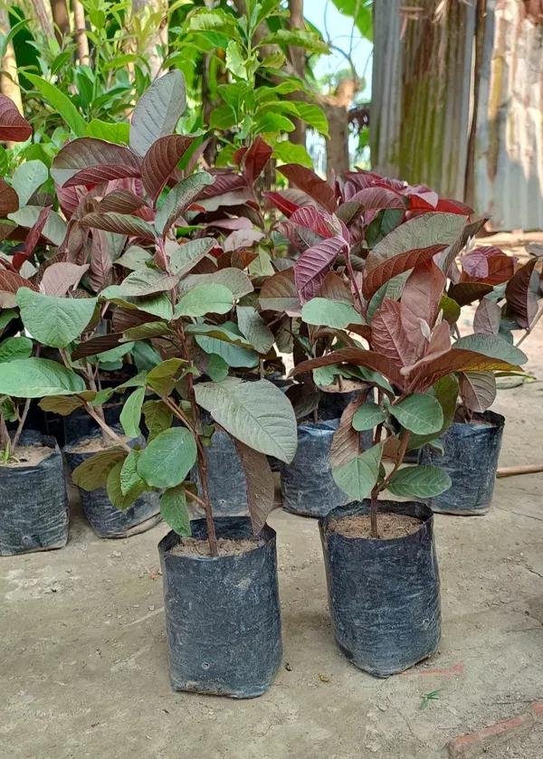 Black_Diamond_Guava_Hybrid_Fruit_Plant