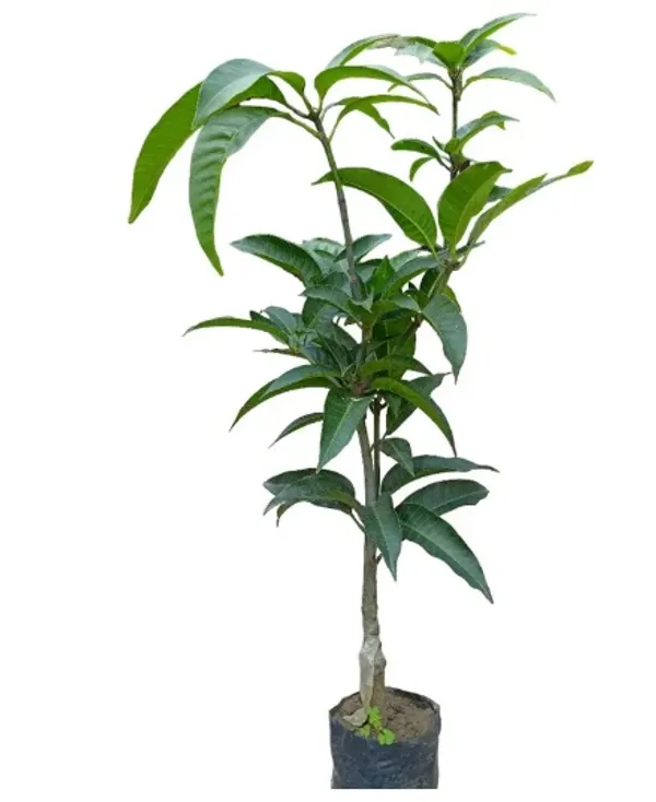 Thai_Apple_Mango_Hybrid_Grafted_Plant