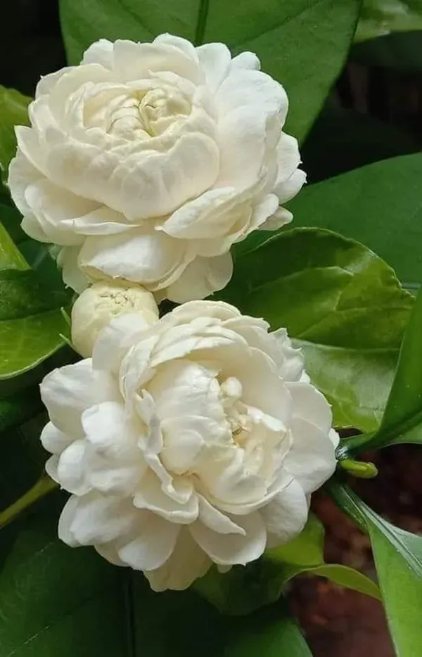Arabian_Jasmine_Flower_Hybrid_Plant