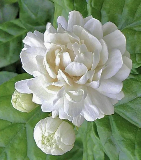 Arabian_Jasmine_Flower_Hybrid_Plant