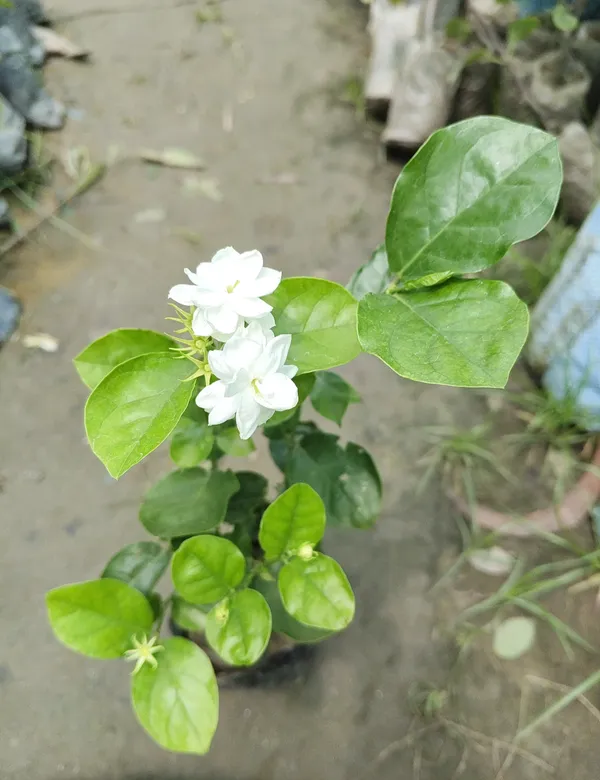 Arabian_Jasmine_Hybrid_Flower_Live_Plant
