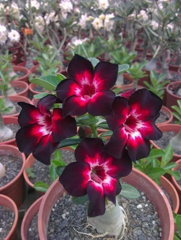 Adenium_Purple_Colour_Flower_Live_Plant