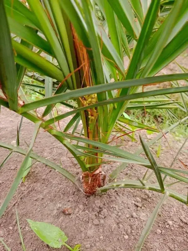 Arabian_Dates_Palm_Khurma_Khajur_Dwarf_Variety_Fruit_Plant
