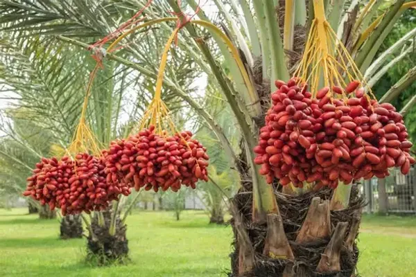 Arabian_Dates_Palm_Khurma_Khajur_Dwarf_Variety_Fruit_Plant