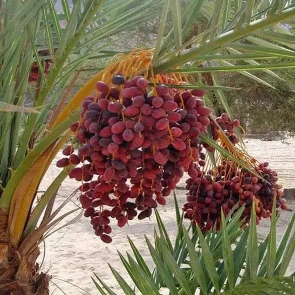 Arabian_Dates_Palm_Khurma_Khajur_Dwarf_Variety_Fruit_Plant