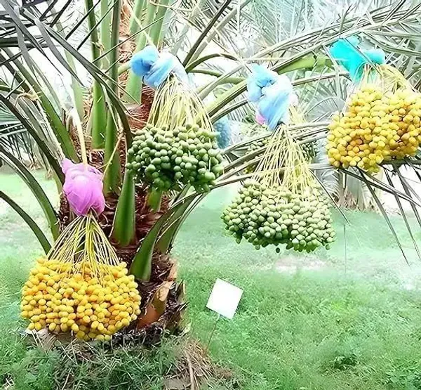Arabian_Dates_Palm_Khurma_Khajur_Dwarf_Variety_Fruit_Plant