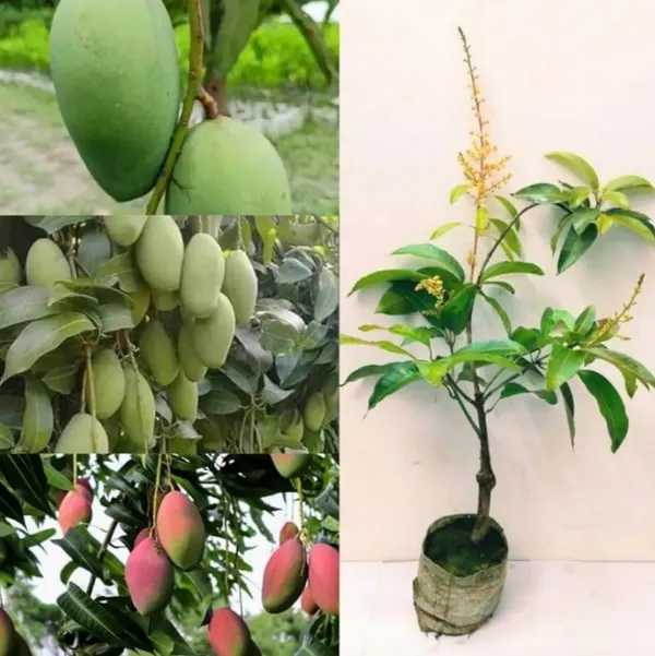 Thai_All_Time_Mango_Hybrid_Grafted_Fruit_Plant