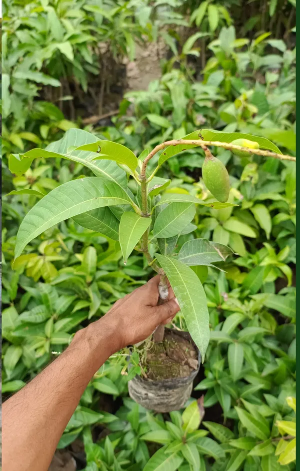 Thai_All_Time_Mango_Hybrid_Grafted_Fruit_Plant