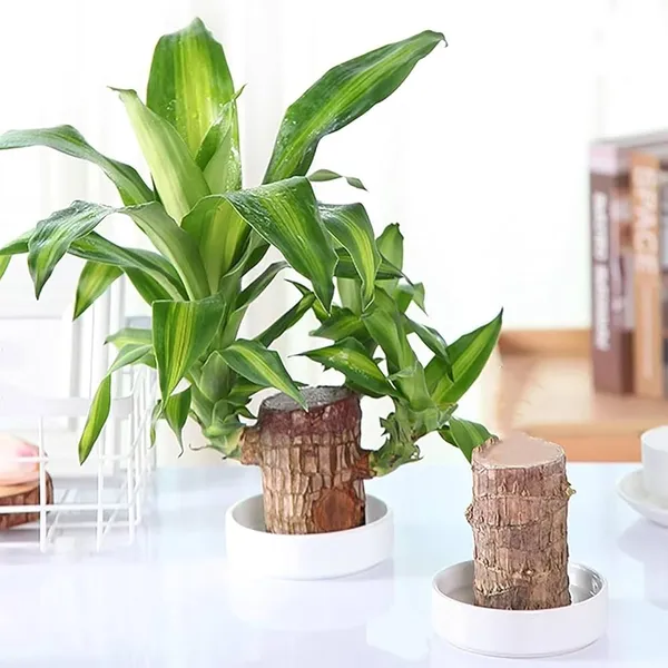Brazilian_Lucky_Wood_Plant_Indoor_Plant